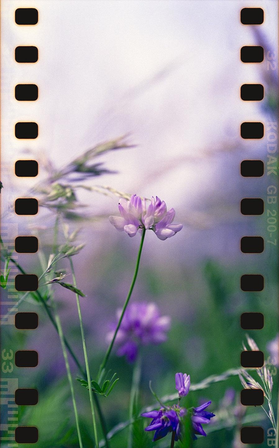 A purple flower stands out against a soft background of green and purple hues, with film borders visible on both sides.