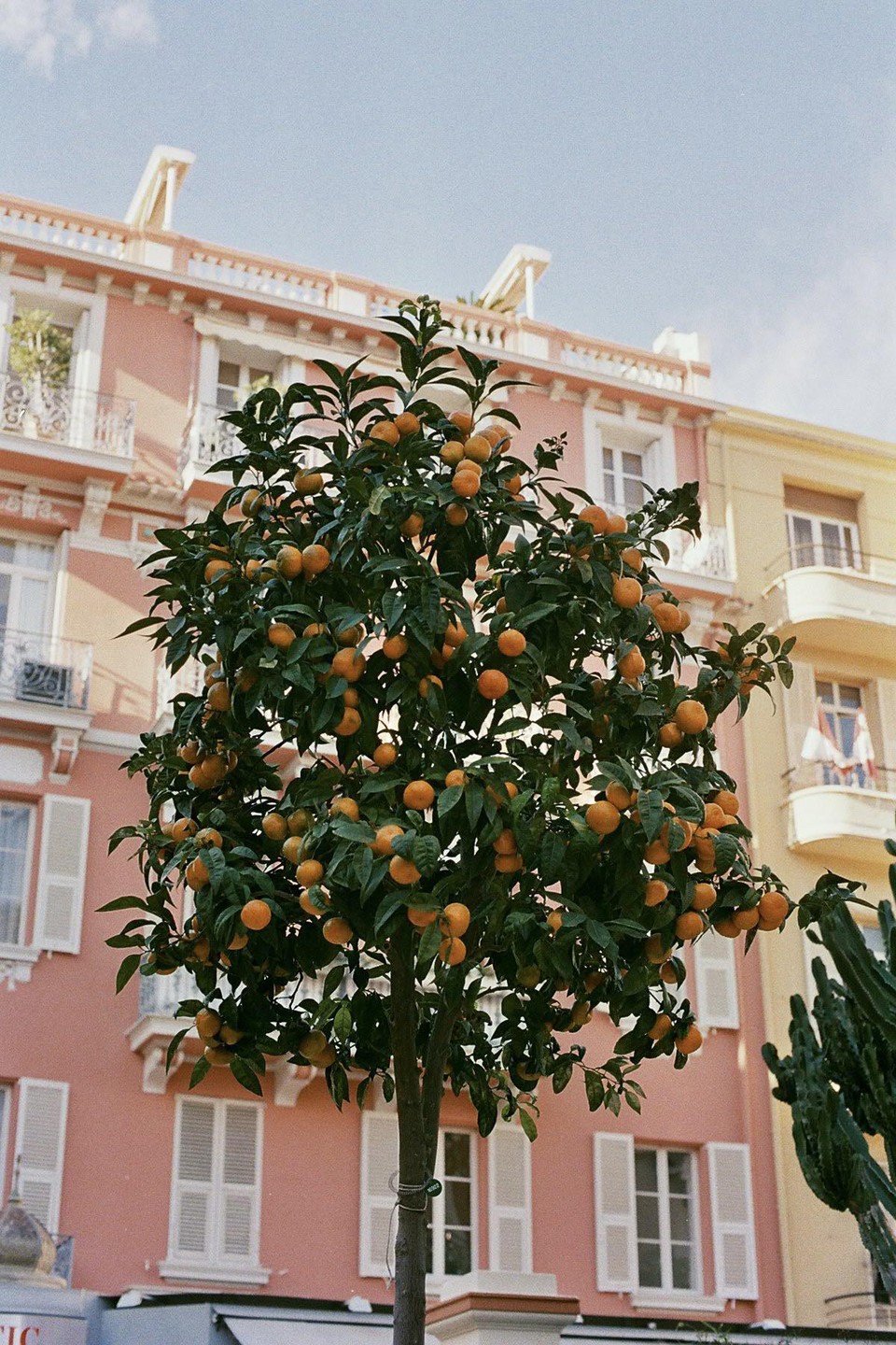 A small orange tree laden with fruit stands in front of a pink building with white shutters.