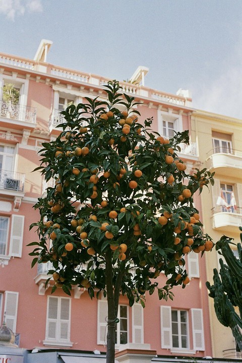 A small orange tree laden with fruit stands in front of a pink building with white shutters.