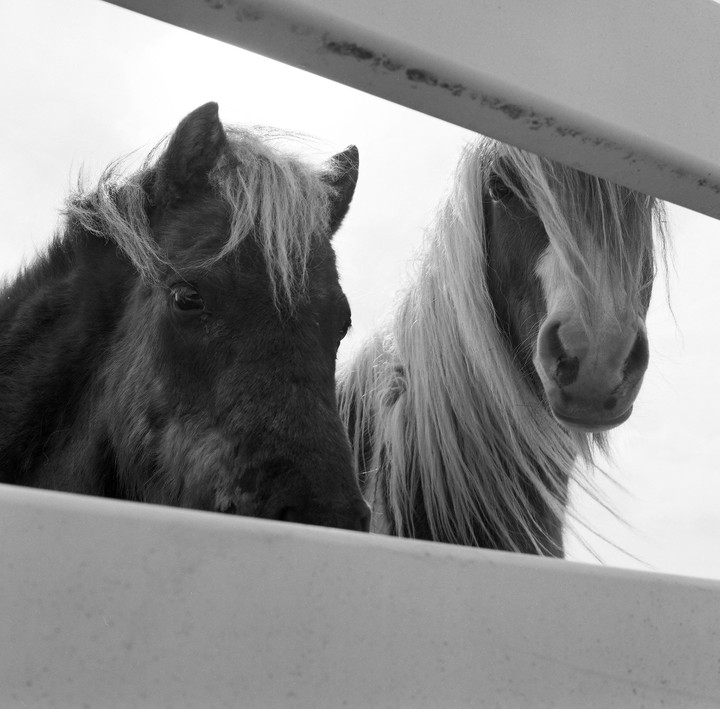 Two horses with long manes look over a fence.