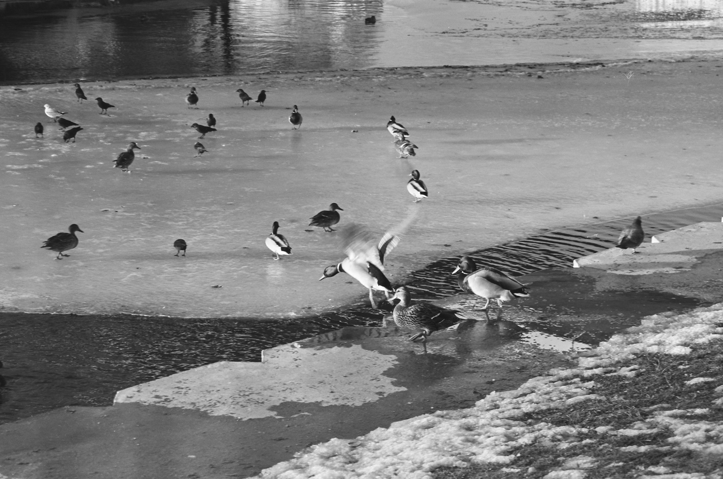 Ducks and other birds are gathered on a partially frozen body of water with snow on the bank.