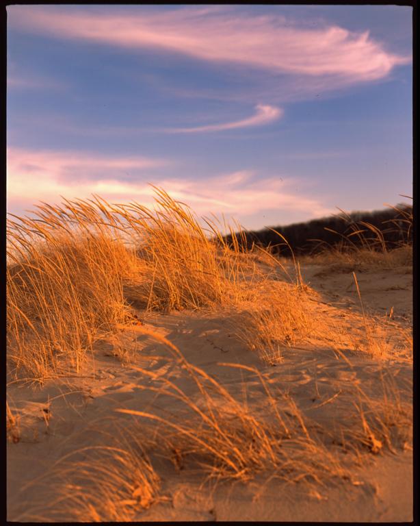 Tall grass grows on sand dunes under a blue sky with pink clouds.