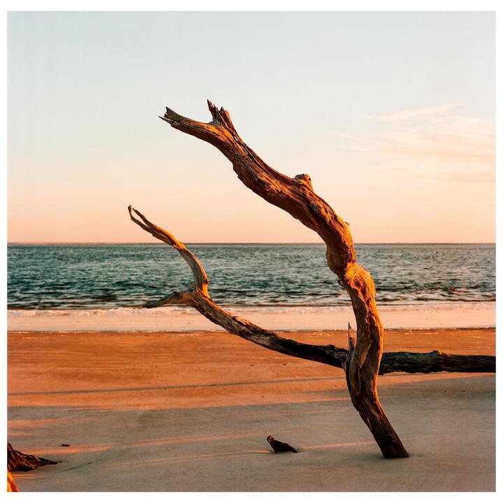 A large piece of driftwood stands on a sandy beach with the ocean in the background at sunset.