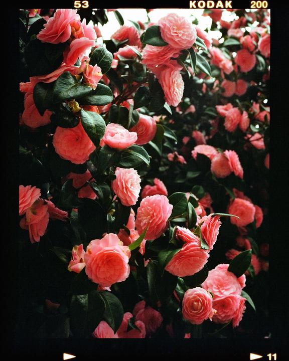 A bush with many pink camellia flowers and green leaves is shown in a close-up.