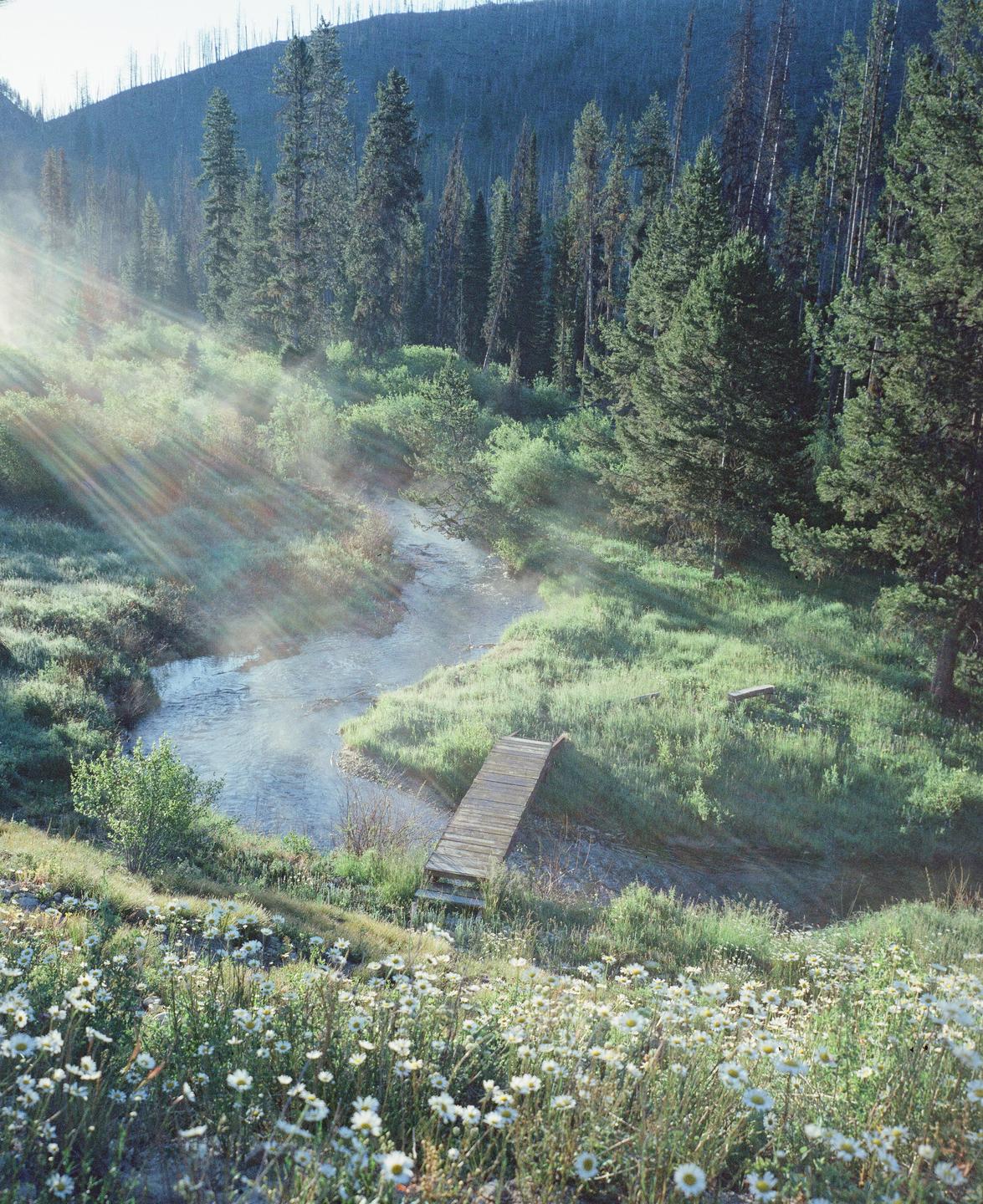 Sunlight streams through a forest onto a winding river with a wooden bridge and a field of white flowers in the foreground.