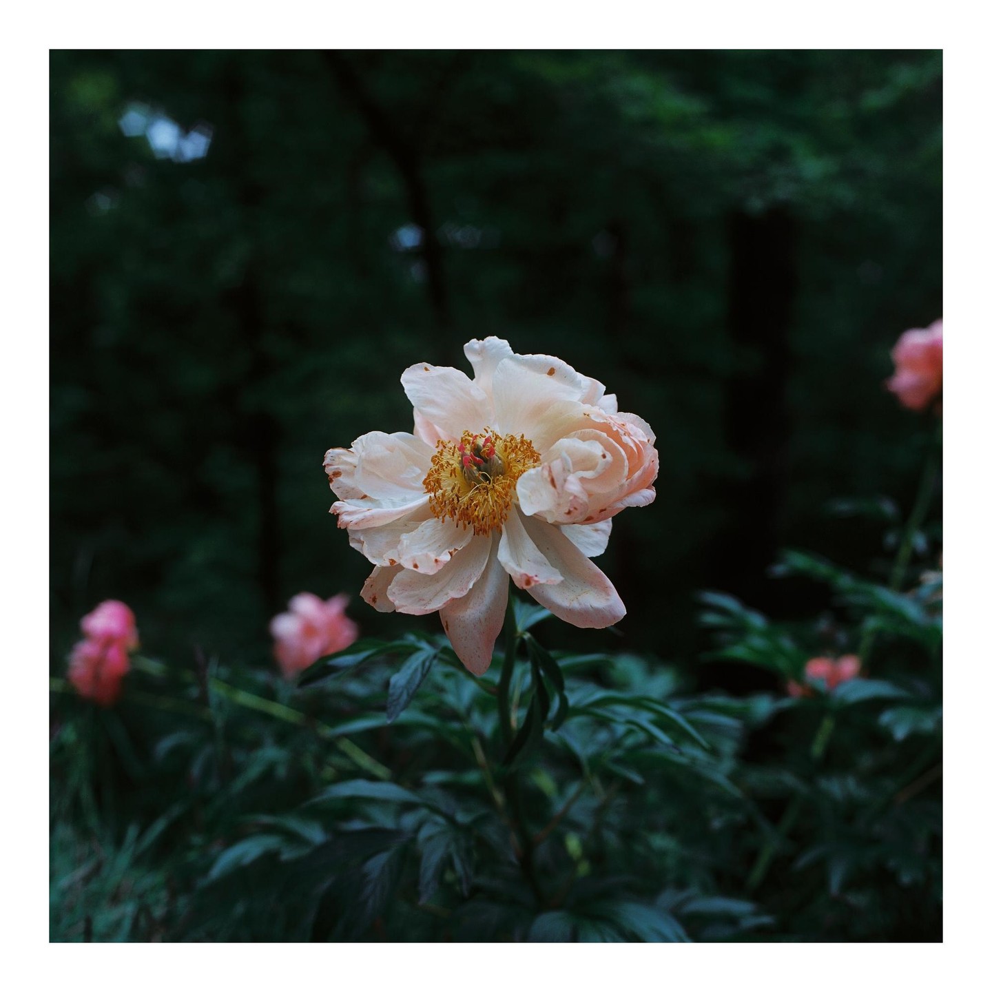 A light pink flower with a yellow center stands out against a dark green background with other blurred pink flowers.