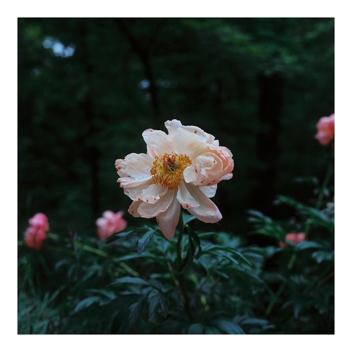 A light pink flower with a yellow center stands out against a dark green background with other blurred pink flowers.