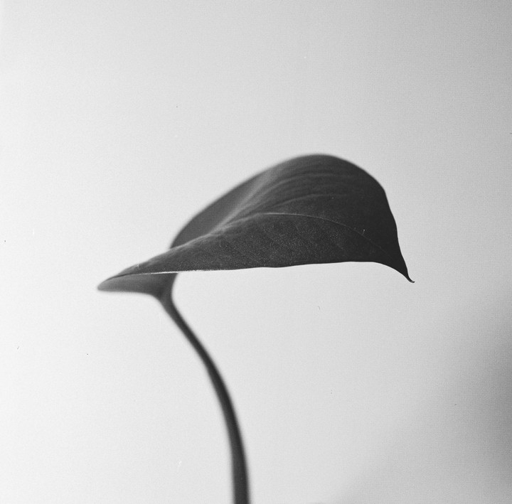 A single leaf with a long stem is silhouetted against a light background.