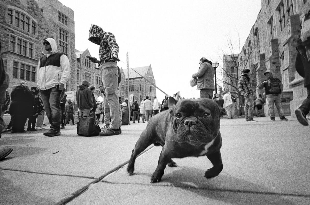 A french bulldog on a leash walks on a paved surface with many people and stone buildings in the background.