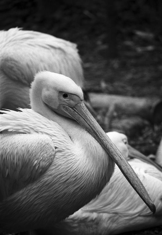 A pelican with a long beak is shown in profile, with another pelican visible in the background.