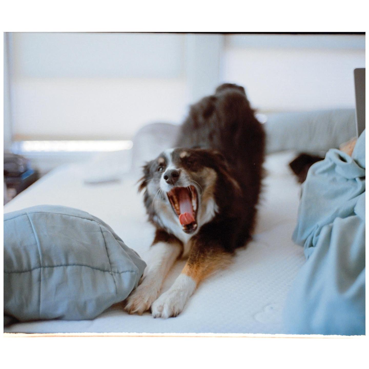 A dog yawns while stretching on a bed next to a pillow.