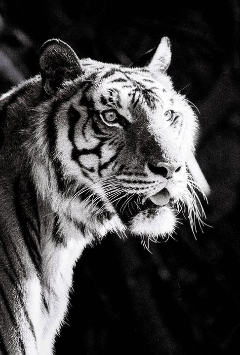 A tiger with its mouth slightly open and tongue visible is looking to the right.