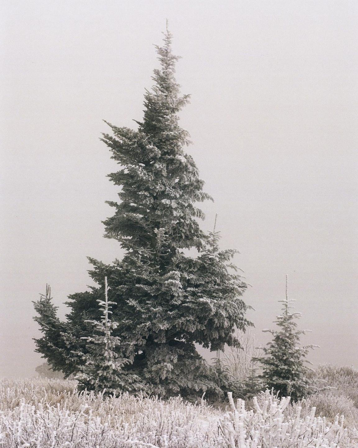 A tall pine tree covered in frost stands in a field of frosted vegetation under a hazy sky.