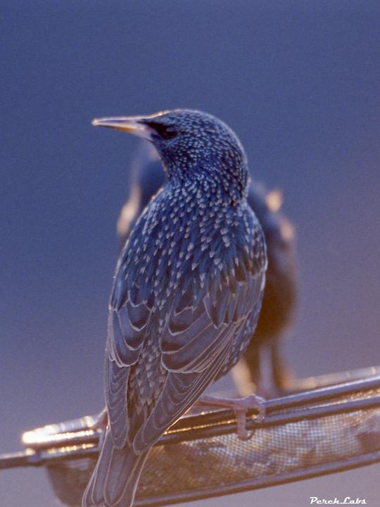 A bird with iridescent plumage and a long beak is perched on a feeder.