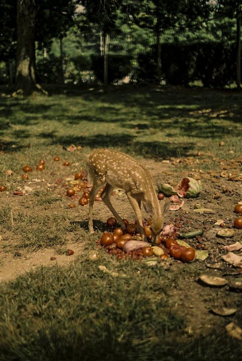 A fawn eats discarded fruit and vegetables on the ground in a grassy area with trees in the background.