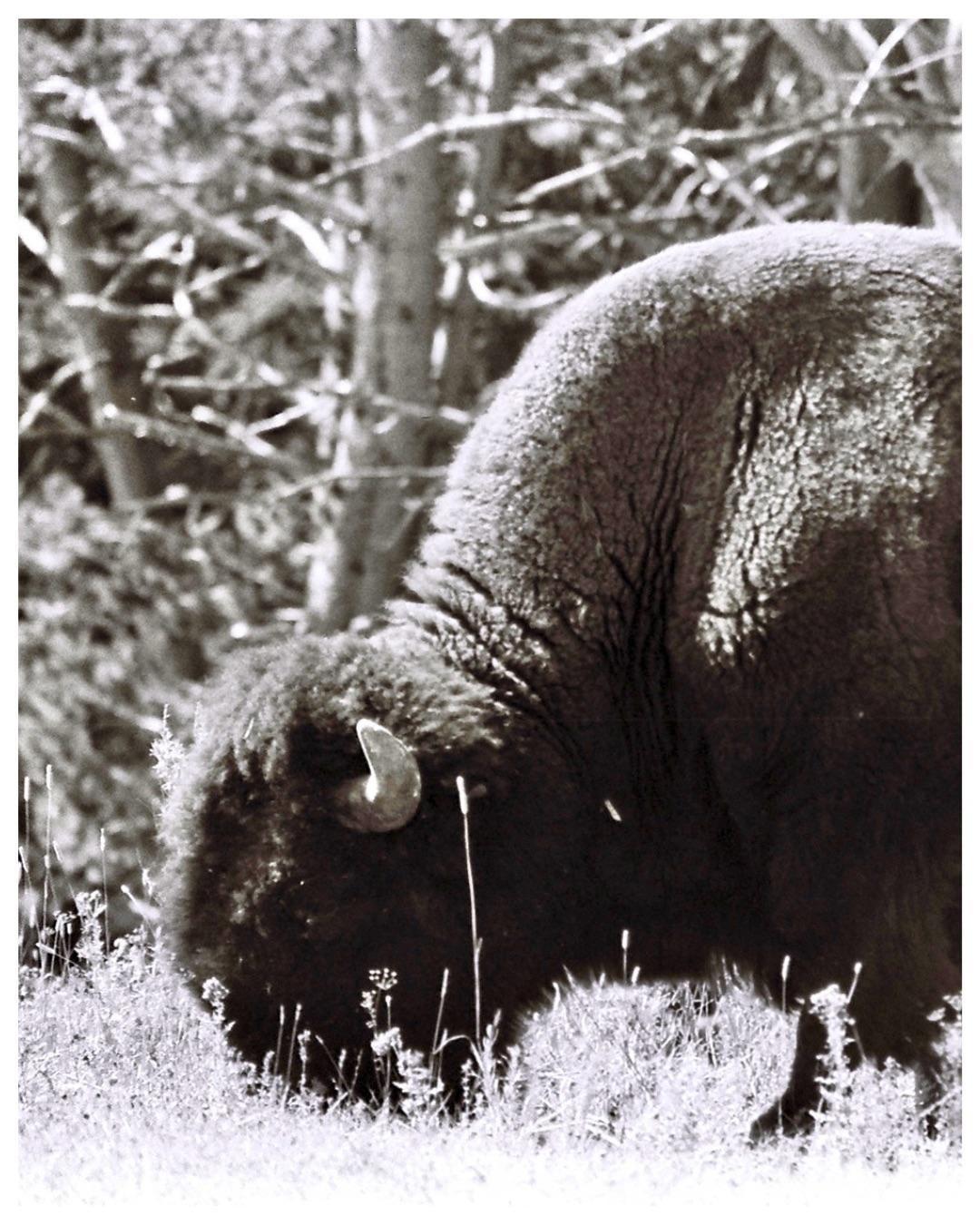 A bison grazes in a field with trees in the background.