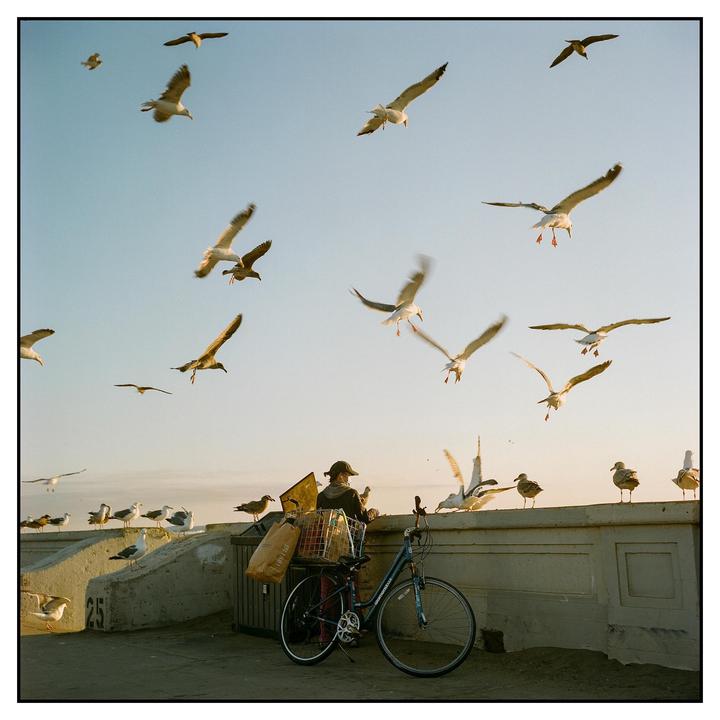 A person on a bicycle is surrounded by many seagulls flying and standing on a concrete wall.