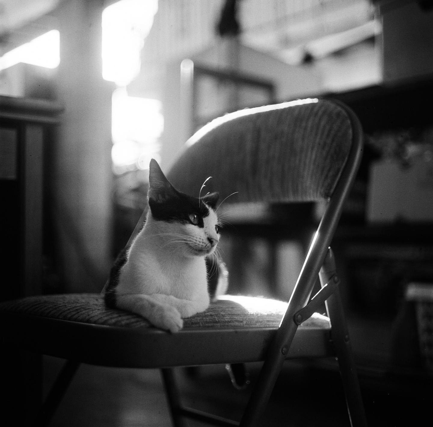 A black and white cat sits on a folding chair, looking to the right.