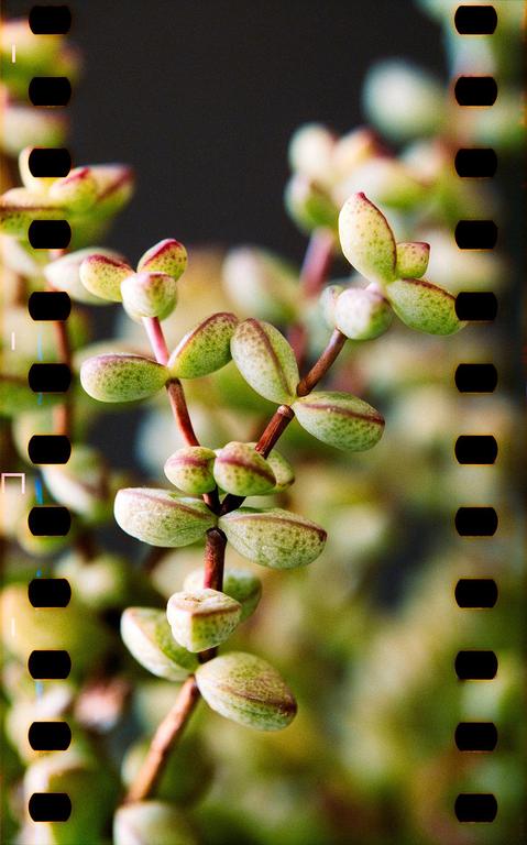A succulent plant with small, plump leaves is shown in a close-up shot.