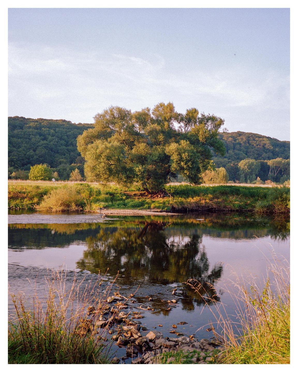 A large tree with green foliage stands on the bank of a river, reflecting in the water, with a forested hill in the background.