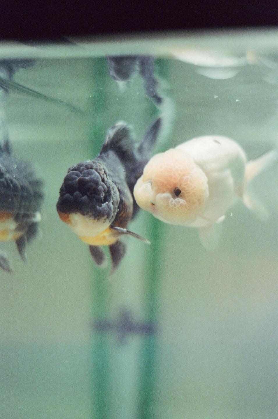 Two goldfish, one black and one white, swim in an aquarium.