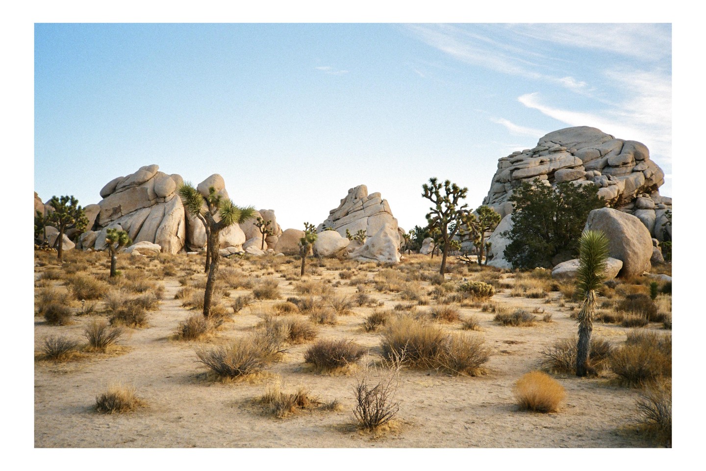 A desert landscape features Joshua trees and large rock formations under a clear sky.