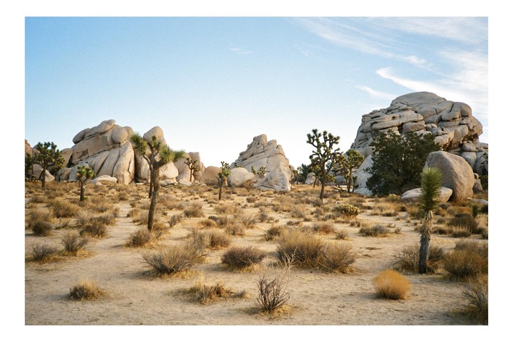 A desert landscape features Joshua trees and large rock formations under a clear sky.