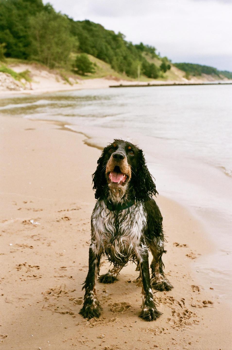A wet dog stands on a sandy beach with water and a treed hill in the background.