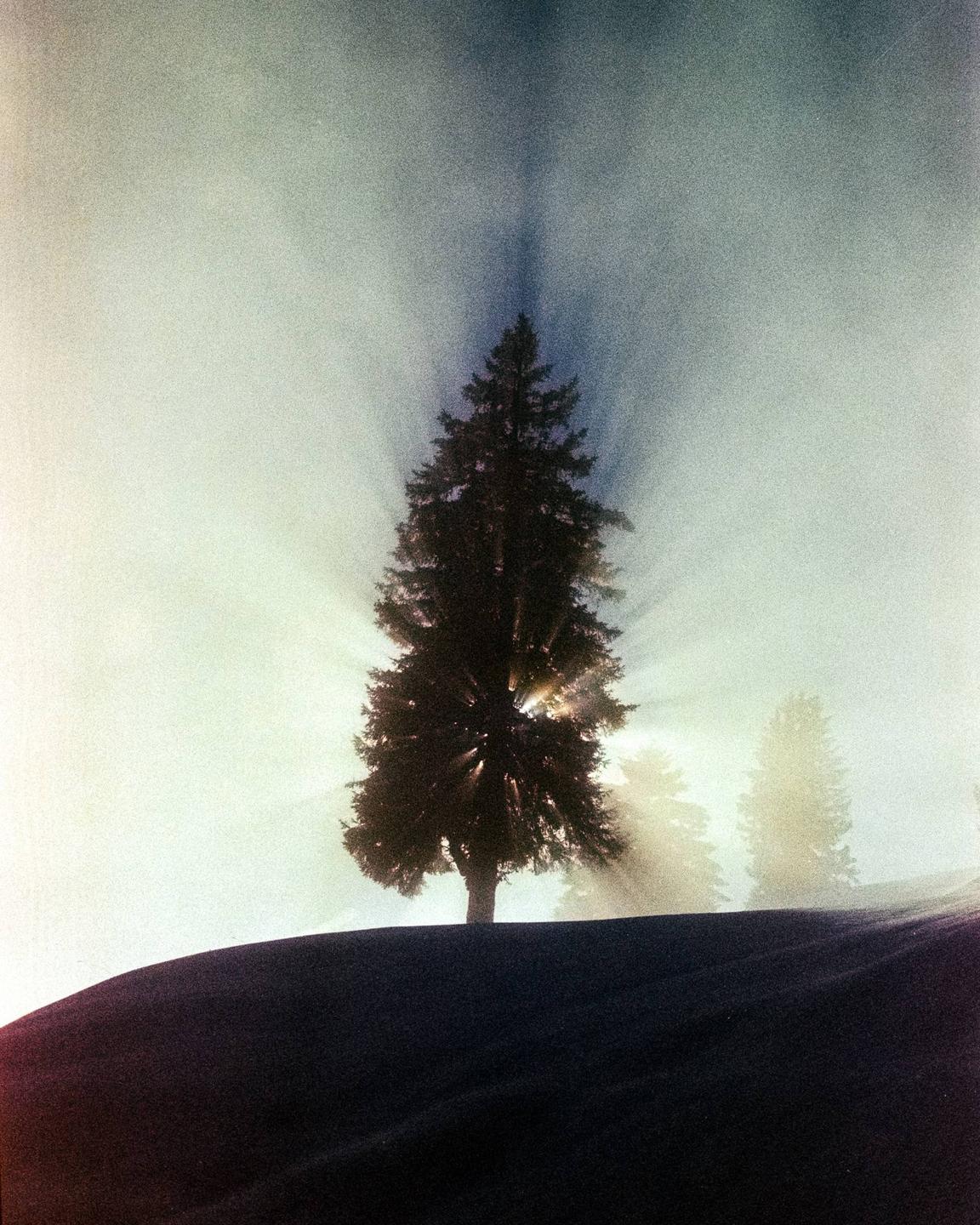 Sunlight streams through a silhouetted pine tree on a hill.