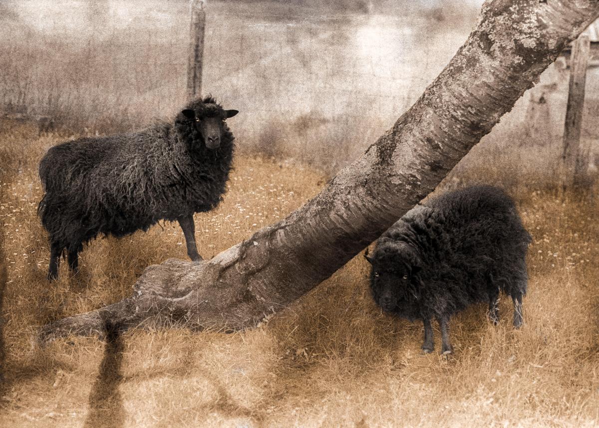 Two black sheep stand in a field with a fallen tree trunk.