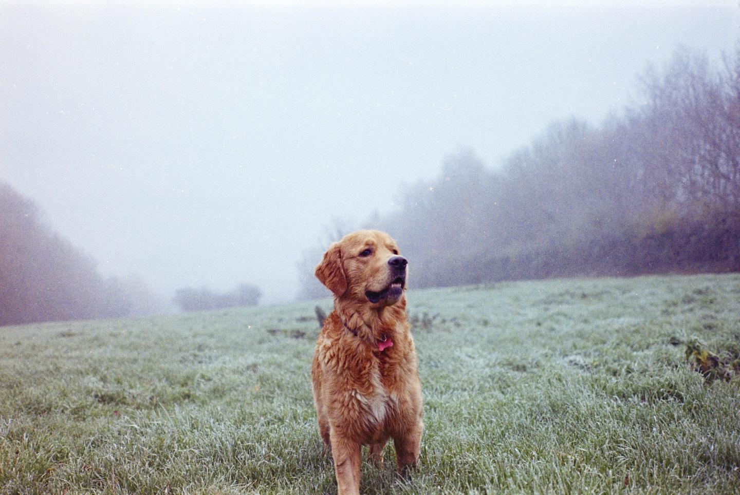 A golden retriever stands in a field of frosty grass on a misty day.