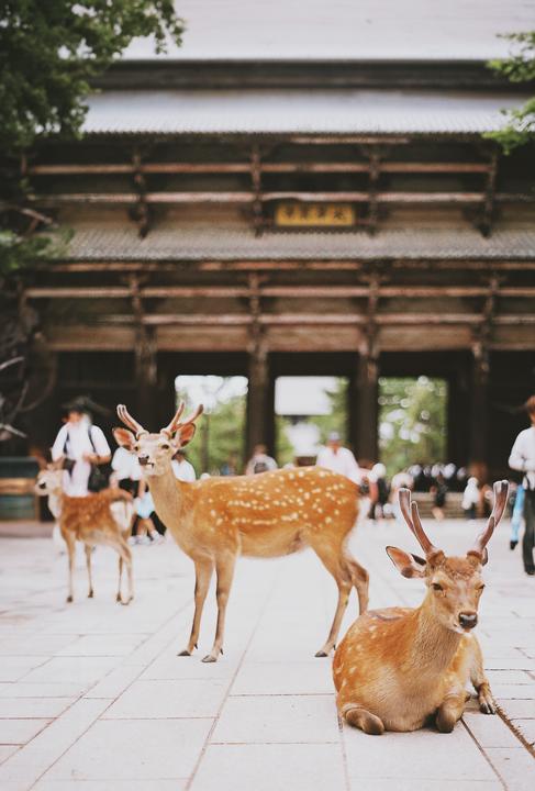 Three deer stand and sit on a paved area in front of a large wooden building with a tiled roof.