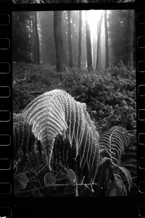 Large ferns covered in frost are in the foreground of a misty forest.