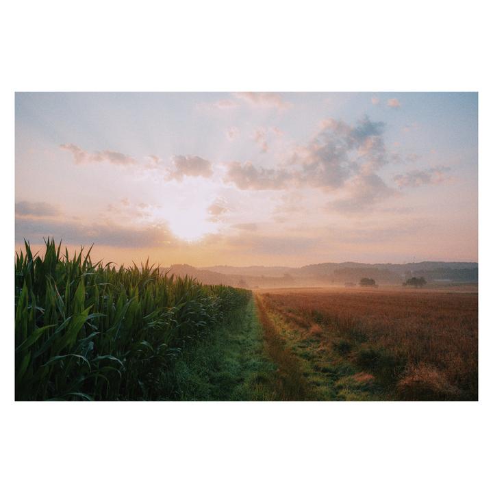 The sun rises over a misty field with a cornfield on the left and a path leading into the distance.