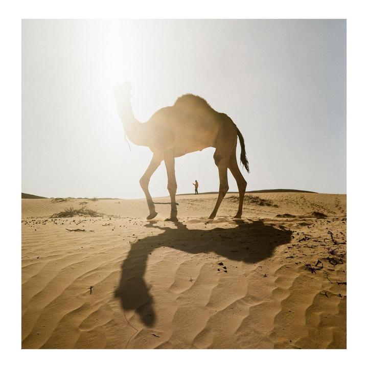 A camel walks across a desert dune with a person in the distance and the sun shining brightly.
