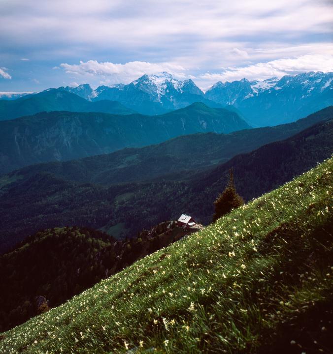 A small house sits on a hill covered in white flowers, with snow-capped mountains in the distance under a cloudy sky.