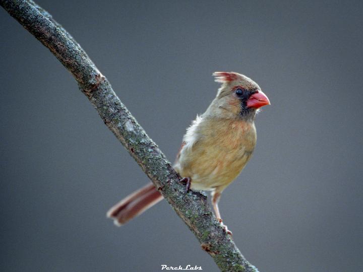 A female cardinal perches on a branch against a blurred background.