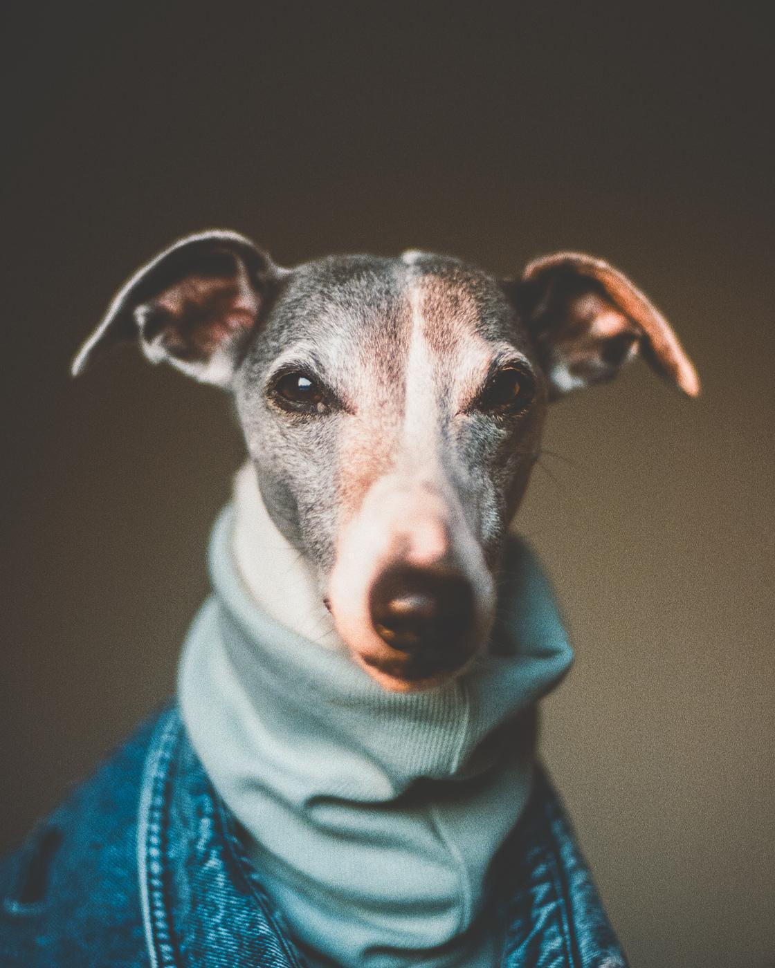 A dog wearing a denim jacket and a light blue hoodie stares directly at the viewer.