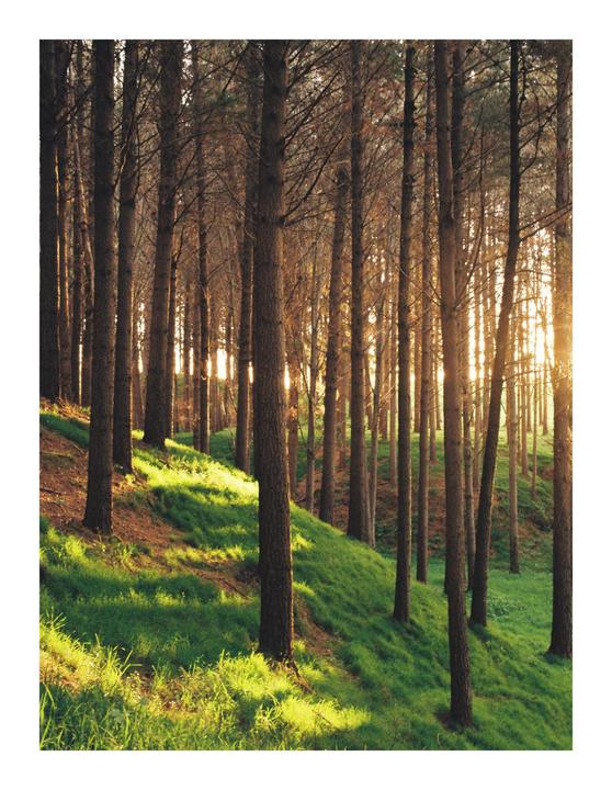 Sunlight streams through a dense forest of tall, slender trees on a grassy hillside.