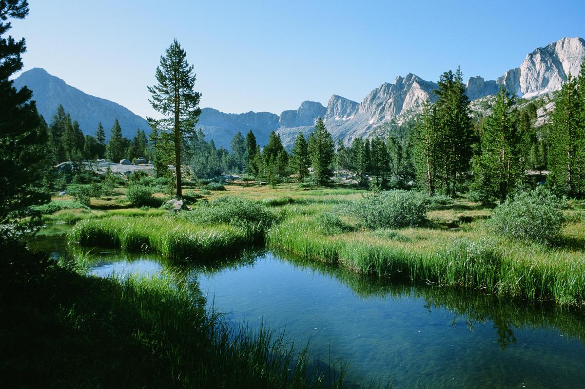 A clear stream winds through a grassy meadow surrounded by pine trees and mountains under a bright sky.