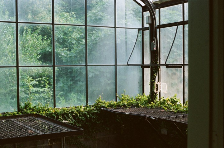 A greenhouse interior shows green foliage growing on the ground and outside the windows.