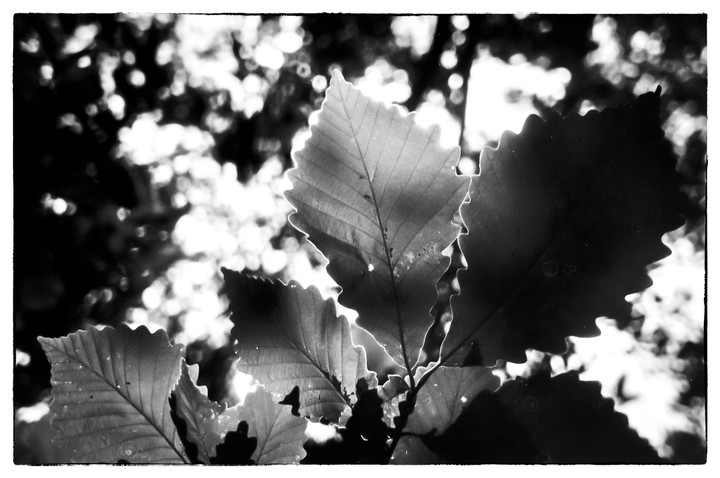 Several backlit leaves are visible against a bright, out-of-focus background.