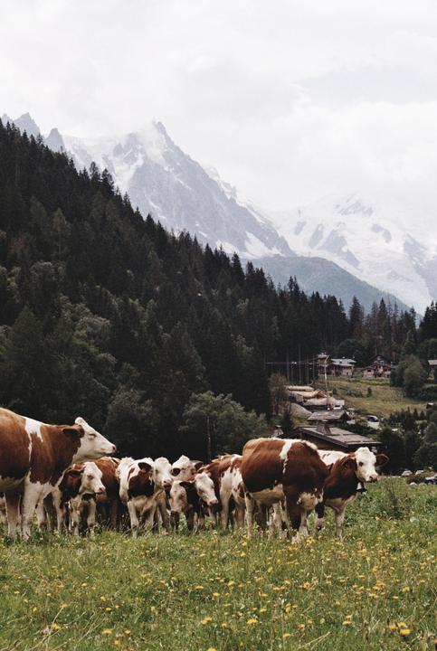 A herd of brown and white cows stands in a field of yellow flowers with a forest and snow-capped mountains in the background.