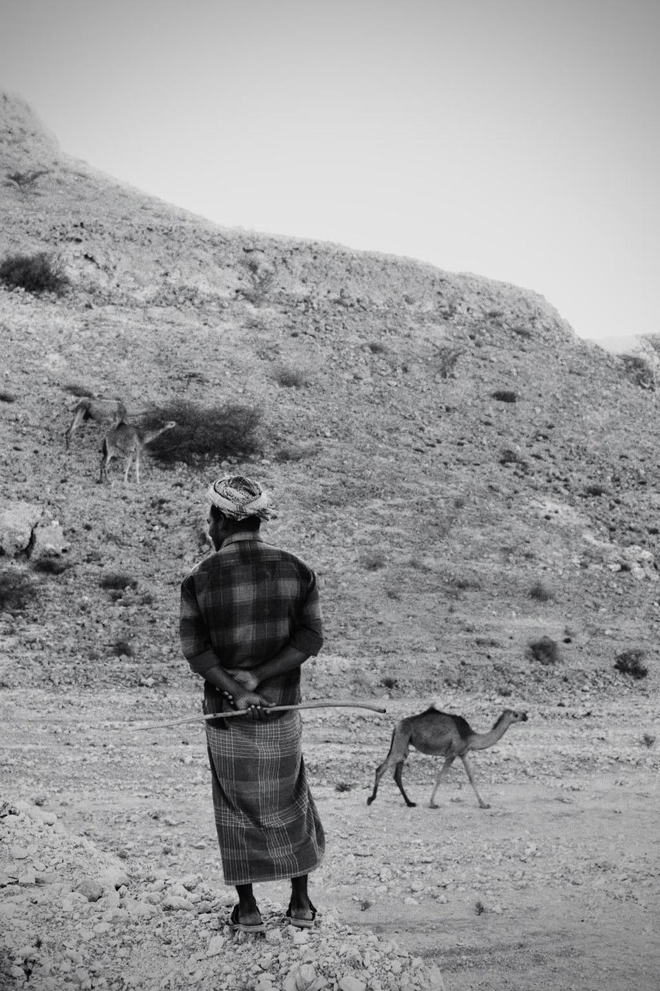 A man in traditional clothing stands with a stick, looking at a camel walking across a rocky, arid landscape with a large hill in the background.