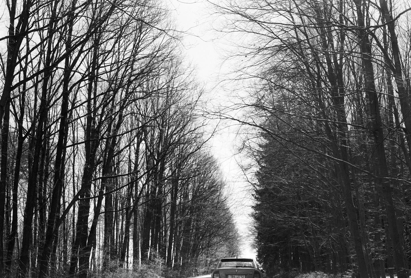 A car drives down a road lined with tall, bare trees.