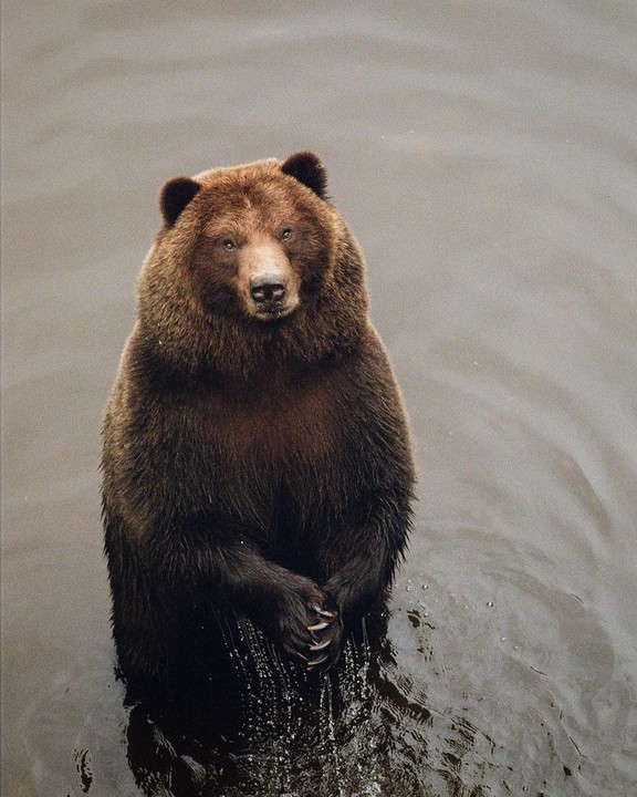A brown bear stands in water, looking directly at the viewer.