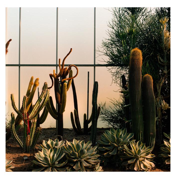 A variety of cacti and succulents grow in a greenhouse with a large window in the background.