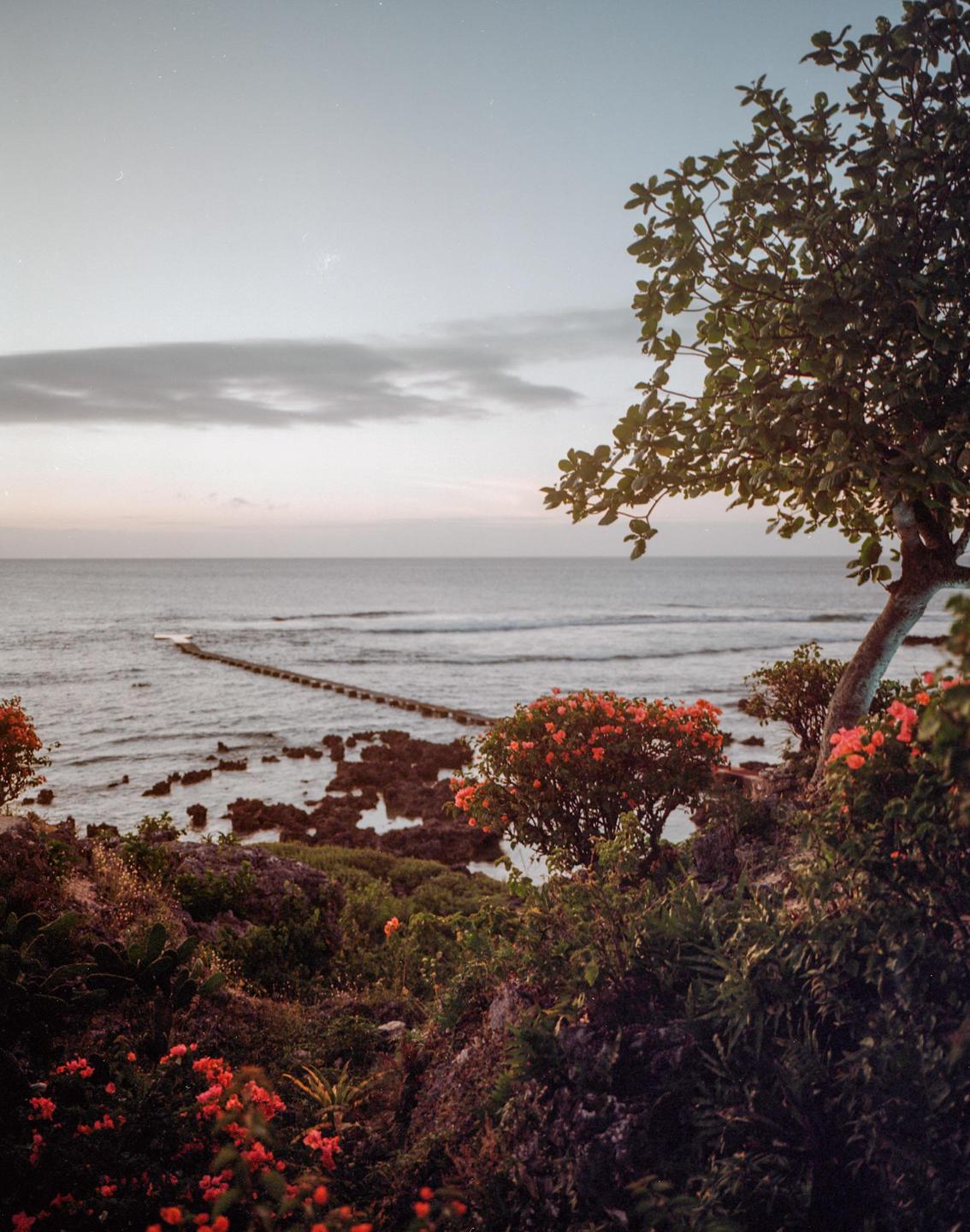 A tree and flowering bushes frame a view of the ocean with a rocky shore and a pier extending into the water.