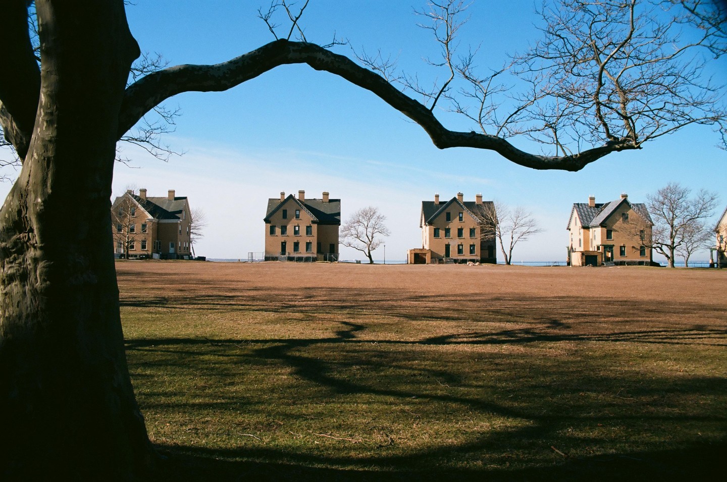 Four large brick houses stand in a row across a field, framed by a tree trunk and branches in the foreground.