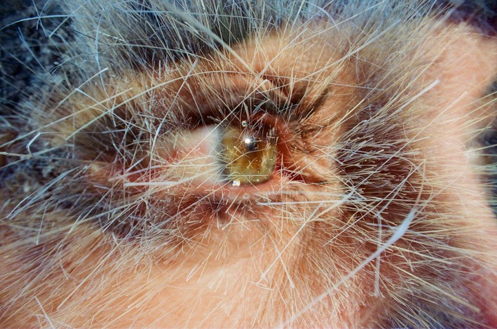 A double exposure shows an eye surrounded by hair-like strands.